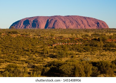 Uluru, Australia - July 5 2015: Majestic Uluru And A Camel Tour On A Clear Winter's Evening Sunset In The Northern Territory, Australia