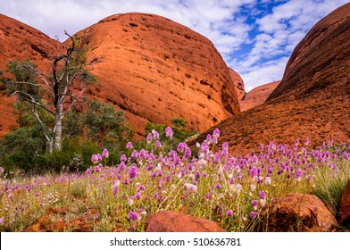 Uluru Kata Tjuta National Park, Australia on September 12, 2016: The Australian Outback comes to live when colorful wildflowers cover the dry ground at Valley of the Winds