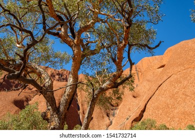 Uluru, Northern Territory / Australia - May 18 2018: Closeup Of Uluru From The Base Walk With Natural Tones And Colours Of Ayers Rock