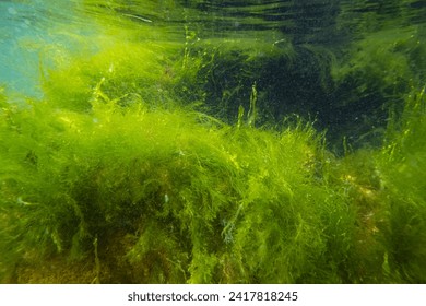 ulva green algae in low salinity Black sea biotope, coquina stone landscape, littoral zone underwater snorkel, oxygen rich clear water reflection, laminar flow, sunny summertime, healthy ecology