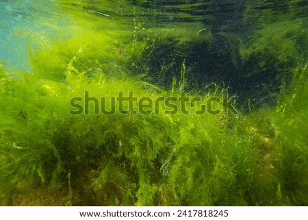ulva green algae in low salinity Black sea biotope, coquina stone landscape, littoral zone underwater snorkel, oxygen rich clear water reflection, laminar flow, sunny summertime, healthy ecology