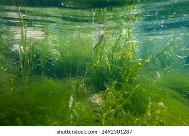 ulva green thicket, torn algae mess on sandy bottom, surface reflection, littoral zone snorkel, oxygen rich air bubble, low salinity Black sea saltwater biotope, muddy murky water, laminar flow wave
