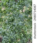 Ulva lactuca or broadleaf sea lettuce as background. 