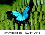 Ulysses Swallowtail (Papilio ulysses) is a large swallowtail butterfly of Australasia.  This butterfly is used as an emblem for tourism in Queensland, Australia. No people. Copy space