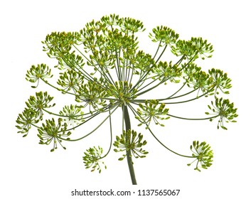 Umbel Of Dill Weed On The White Background