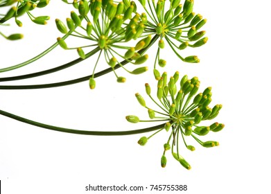 Umbel Of Dill Weed On The White Background