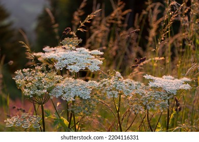 Umbellifers, Alpine Meadow, Berchtesgadener Land, Germany