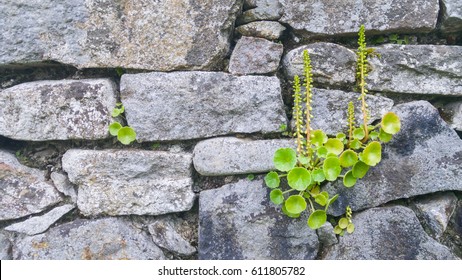 Umbilicus Rupestris In A Stone Wall