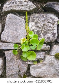 Umbilicus Rupestris In A Stone Wall