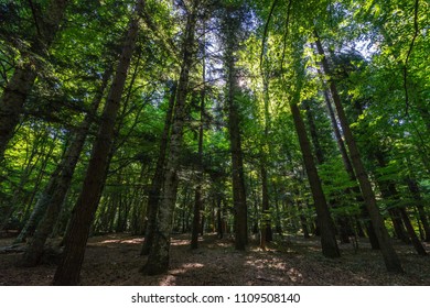 Umbra Forest is a natural reserve part of Gargano National Park and UNESCO World Heritage Site, Apulia, Italy - Powered by Shutterstock