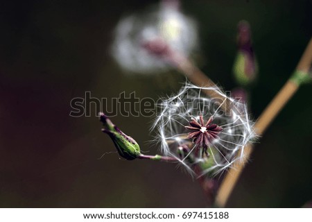 Similar – Image, Stock Photo The color purple (1) Plant