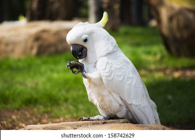 Umbrella Crested Cockatoo Perched on a Rock - Shutterstock ID 158742629