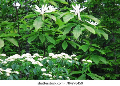 Umbrella Magnolia And Pagoda Dogwood Blooming In Spring