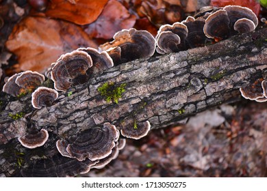 743 Cork mushroom Images, Stock Photos & Vectors | Shutterstock