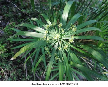 Umbrella Papyrus, Umbrella Palm Plant Flower 