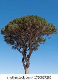 Umbrella Pine, Aka Umbrella Tree, On The Isle Of Capri, Italy