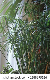 Umbrella Plant Near Window