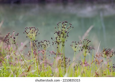 Umbrella Plant On The River Bank