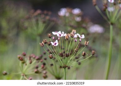 Umbrella Plant On The River Bank