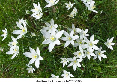 Umbrella Poultry Plant - A Perennial Herbaceous Plant. Floristics