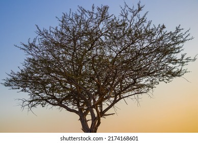 Umbrella Thorn Acacia Against Golden Sky At Sunset.