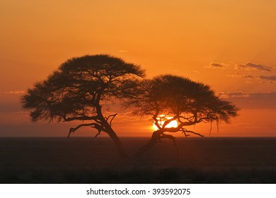 Umbrella Thorn Acacia, Etosha NP, Africa