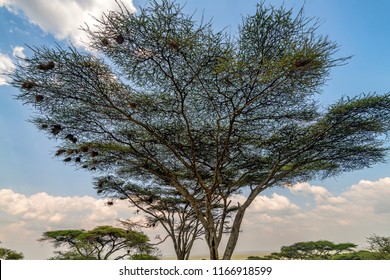 Umbrella Thorn Acacia Tree Or Vachellia Tortilis