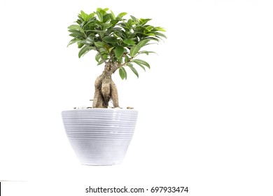 Umbrella Tree House Plant In A White Pot