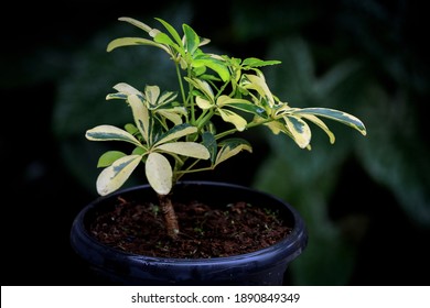 Umbrella Tree Plant, Octopus Plant, Hawaiian Elf Or Schefflera Arboricola Variegata.