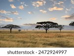 Umbrella Tree in Serengeti National Park, Tanzania, East Africa.