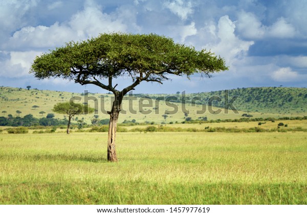 Umbrellas Mara Iconic Umbrella Acacia Trees Stock Photo (Edit Now ...