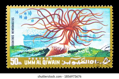 UMM AL-QIWAIN - CIRCA 1972 : Cancelled Postage Stamp Printed By Umm Al-Qaiwain, That Shows Colored Tube Anemone, Circa 1972.