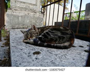 Un Chat Dort Sur Une Tombe Stock Photo Edit Now