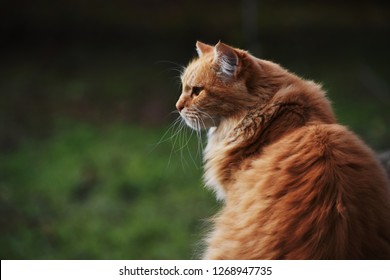 29 Imagenes De Chat Roux Imagenes Fotos Y Vectores De Stock Shutterstock