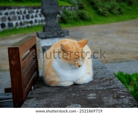 un chat roux et blanc, confortablement installé sur un rebord en pierre, les yeux fermés, semblant profiter d'un moment de détente. Sa fourrure épaisse et douce contraste avec le mur en pierre.