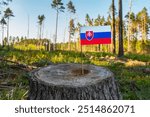 UN Climate Change Conference. Slovakia Deforestation. Ecological disaster, deforestation in Zilinsky and Presovsky. Felled pine trees.