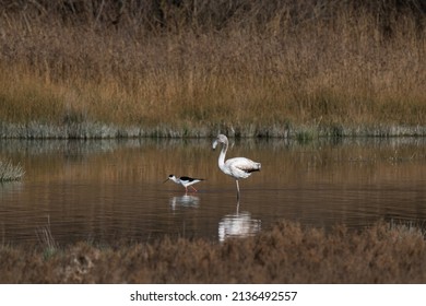 Un par de pájaros; gacetilla y flamenco, paseando por la laguna