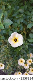 Una flor pequeña jardín