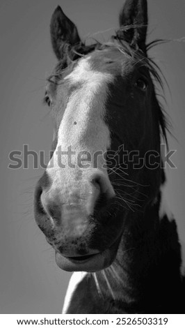 Similar – Image, Stock Photo Look me in the eyes mare.