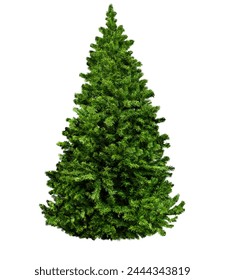 Unadorned Christmas tree isolated on white