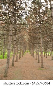 Unaligned Trees In The Park