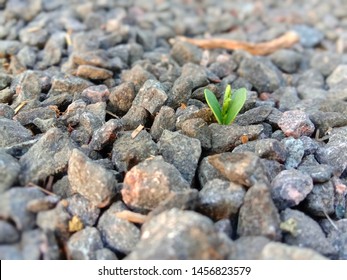 An Unbelievable Photo Of Plant Between Small Rocks