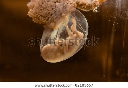 Unborn human embryo model for education purpose