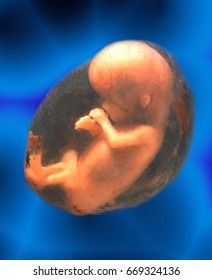Unborn Human Fetus (approx. 12 weeks).