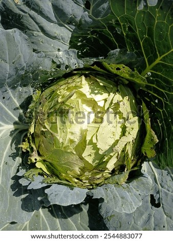 Uncared for or too old causes the cabbage fruit to crack