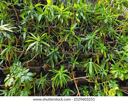 uncared for plants in pots