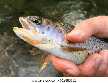 18 Bonneville cutthroat trout Images, Stock Photos & Vectors | Shutterstock