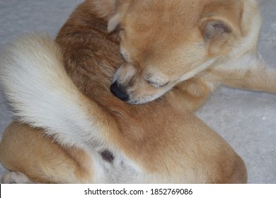 Uncommon Habit Of Turned Dog, Domestic Dog Is Cleaning Itself Biting The Ticks And Fleas, Small Yellow Dog Laying Down In Bed And Biting Its Back, Lovely Cute Pet Dog Scratching Himself And Bite Fleas