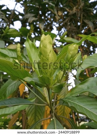 Uncommon natural flower type leaf