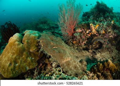 The uncommon wobbegong can only be found at northern Australia, Papua New Guinea and nearby islands.